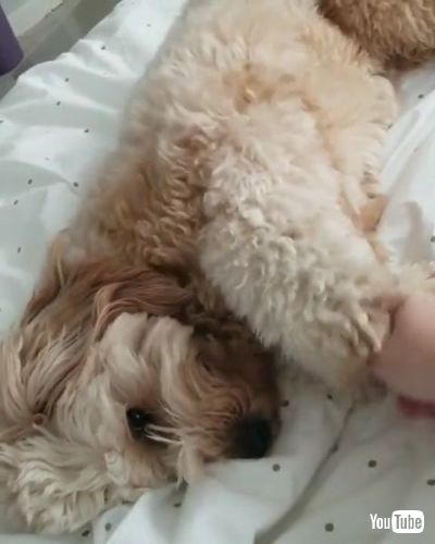 Pulls Owner’s Hand