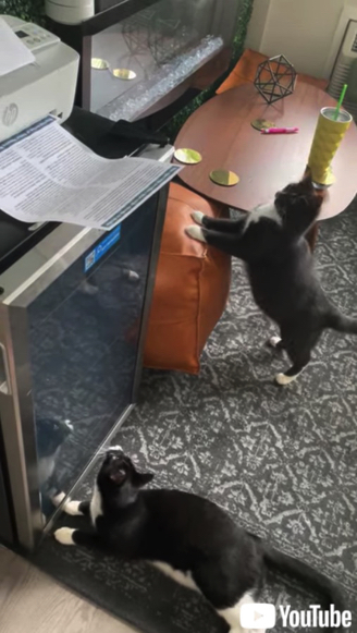 プリンタ音に何度も驚く猫ちゃん