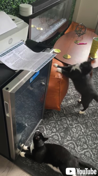 プリンタ音に何度も驚く猫ちゃん