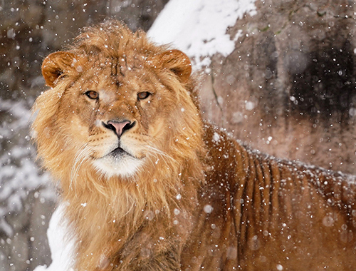 雪とオリトくん