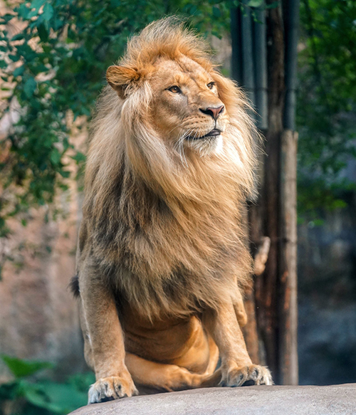 たてがみがなびくオリトくん