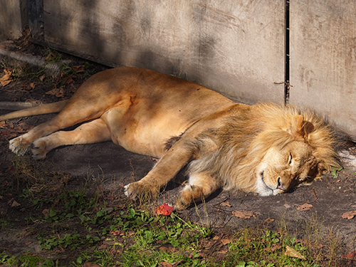 眠るオリトくん