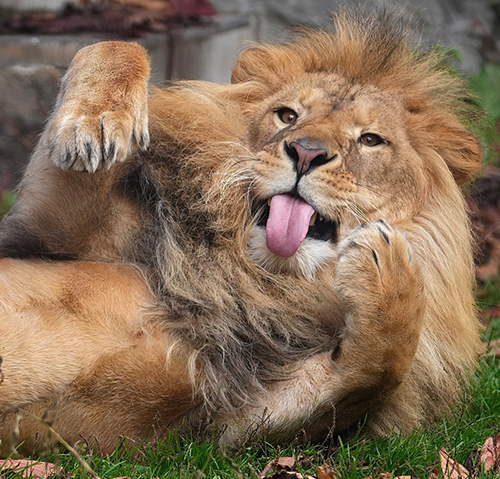 寝そべりオリトくんトリミング