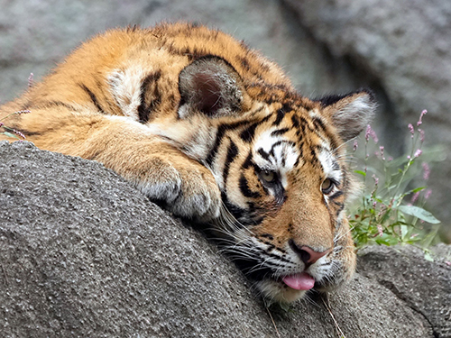 しまい忘れサーシャさんななめから