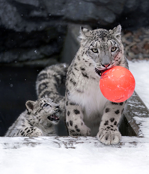 ボール遊びユキヒョウ2匹