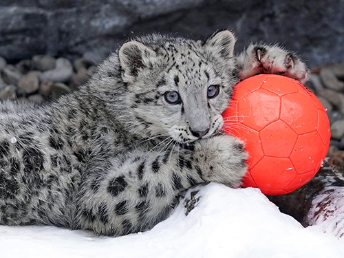 ボール遊び子ユキヒョウ