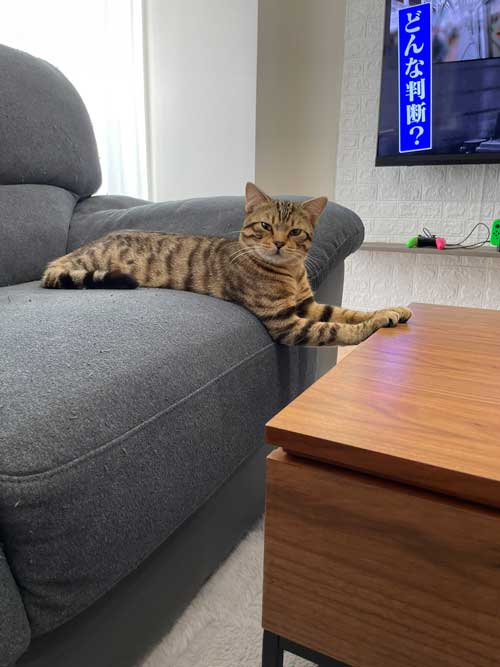 ギリギリをせめる猫