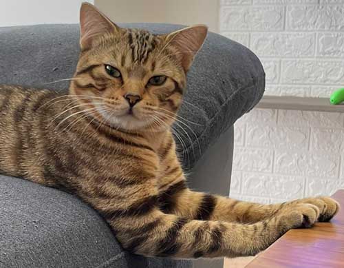 猫 ギリギリを攻める 机の上 乗ってはいけない ルール