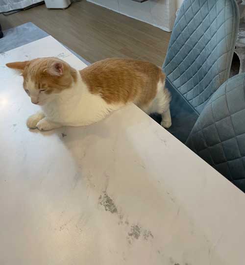 猫 ギリギリを攻める 机の上 乗ってはいけない ルール