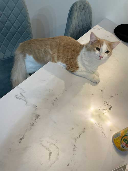 猫 ギリギリを攻める 机の上 乗ってはいけない ルール