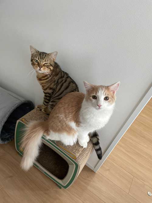 猫 ギリギリを攻める 机の上 乗ってはいけない ルール