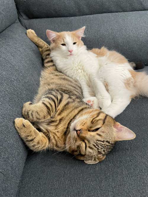 猫 ギリギリを攻める 机の上 乗ってはいけない ルール