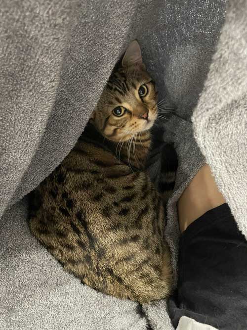 猫 ギリギリを攻める 机の上 乗ってはいけない ルール