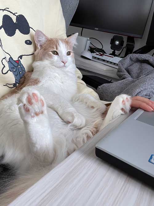 猫 ギリギリを攻める 机の上 乗ってはいけない ルール