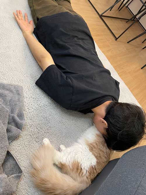 猫 ギリギリを攻める 机の上 乗ってはいけない ルール