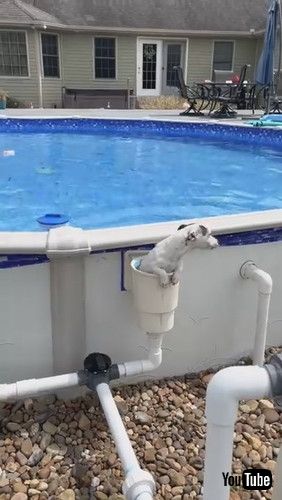 「Dog Has Interesting Way of Getting Out of Pool || ViralHog」