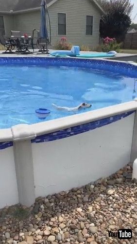 「Dog Has Interesting Way of Getting Out of Pool || ViralHog」