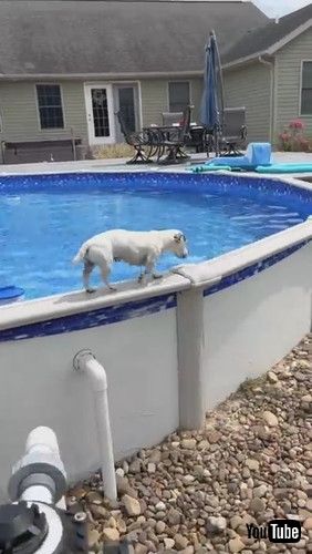 「Dog Has Interesting Way of Getting Out of Pool || ViralHog」