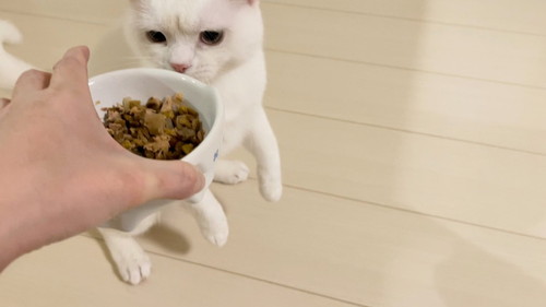 ガン飛ばししらたまくん