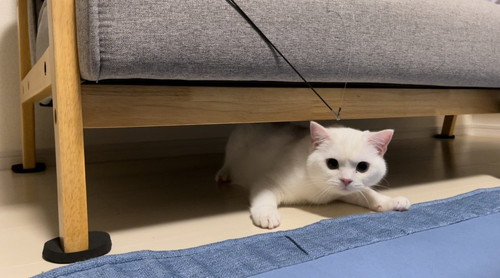 ガン飛ばししらたまくん