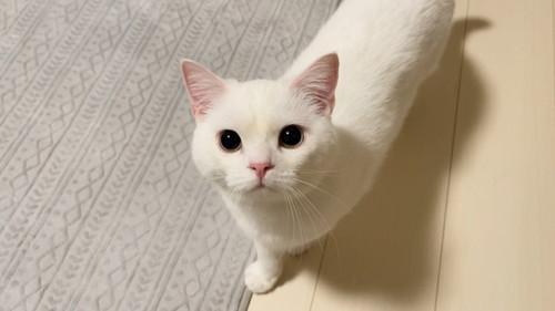 いろんなしらたまくん