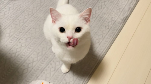 いろんなしらたまくん