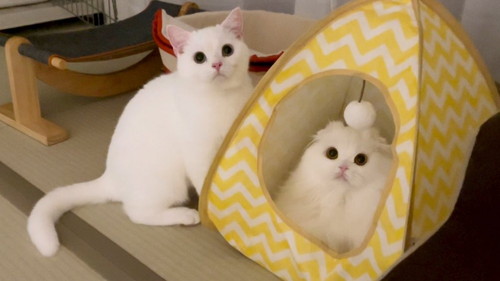 月ちゃんとしらたまくん