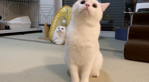 月ちゃんとしらたまくん