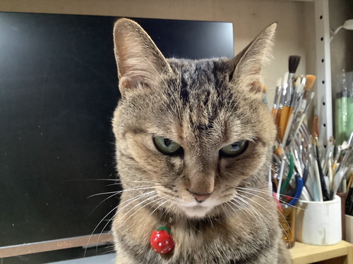 旅行話におこなネコちゃん