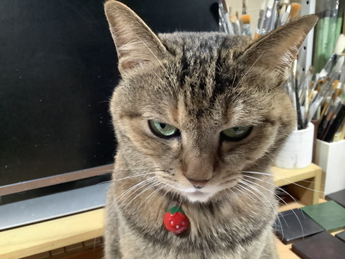 旅行話におこなネコちゃん