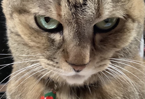 旅行話におこなネコちゃん