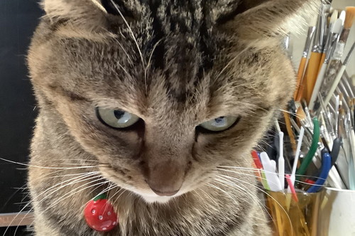 旅行話におこなネコちゃん