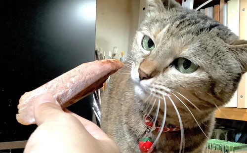 旅行話におこなネコちゃん