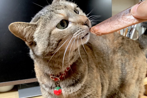 旅行話におこなネコちゃん