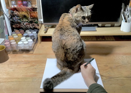 ネコちゃんいろいろ