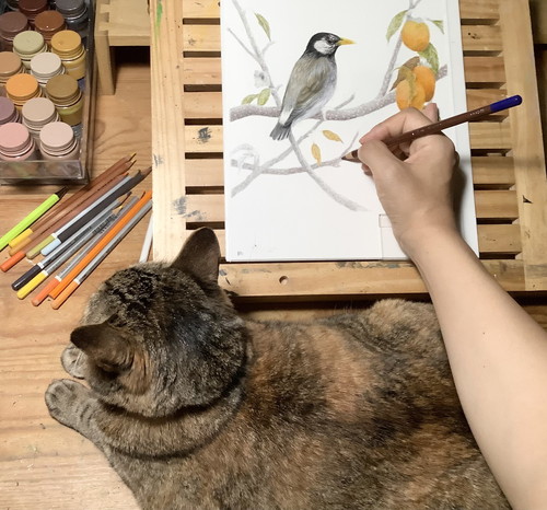 ネコちゃんいろいろ