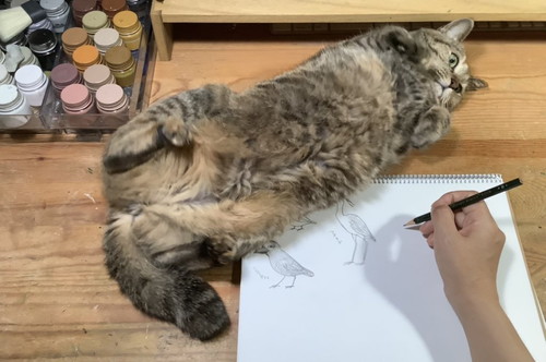 ネコちゃんいろいろ