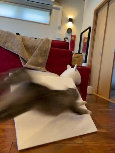 障子破り猫 ココニャさんち 猫の日常