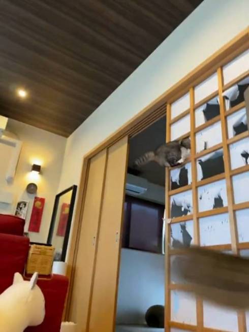 障子破り猫 ココニャさんち 猫の日常