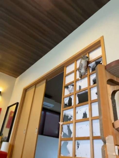 障子破り猫 ココニャさんち 猫の日常