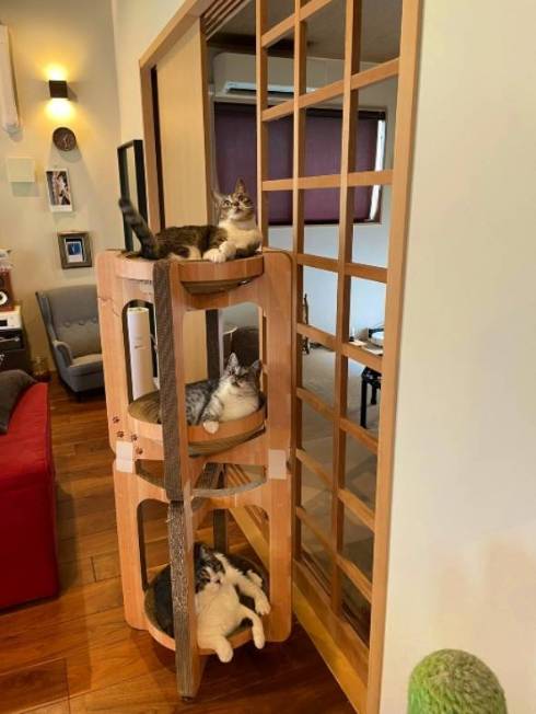 障子破り猫 ココニャさんち 猫の日常