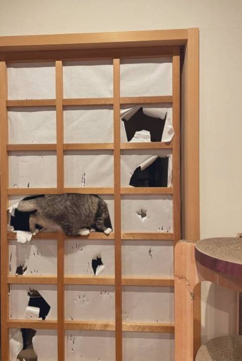 障子破り猫 ココニャさんち 猫の日常