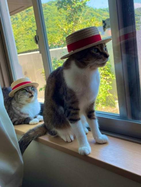 障子破り猫 ココニャさんち 猫の日常