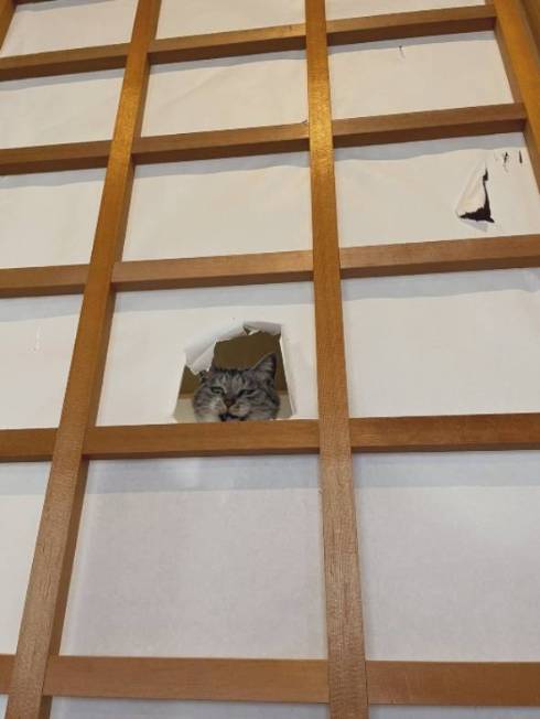 障子破り猫 ココニャさんち 猫の日常