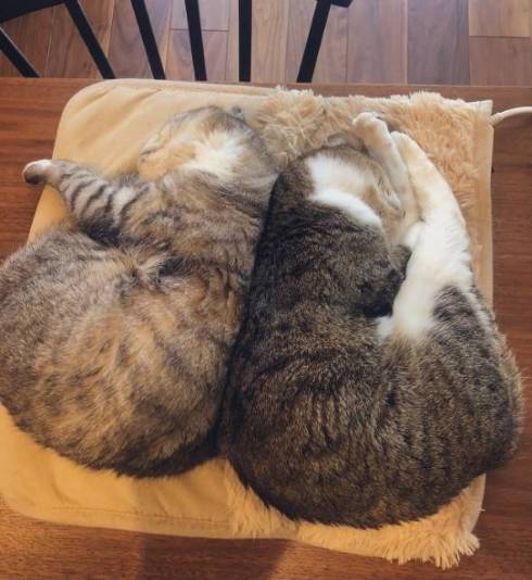 障子破り猫 ココニャさんち 猫の日常