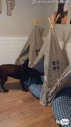 Go to Their Tee Pee Beds