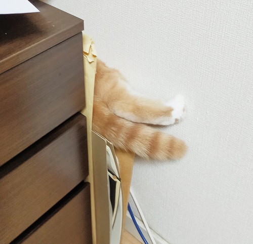 挟まった猫