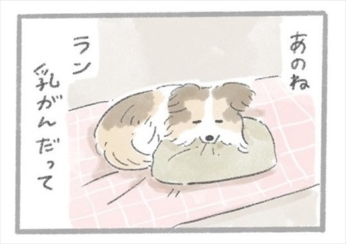 あるおいぬのお話