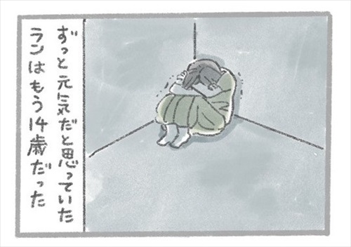 あるおいぬのお話