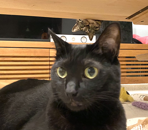 アップのにまめさんと上からごまめさん